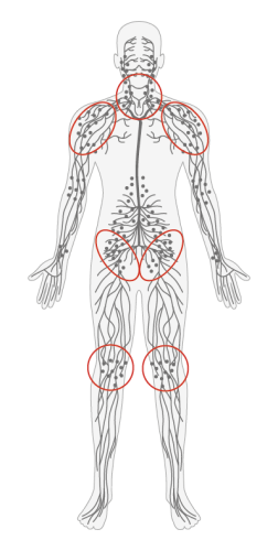 Lymph Nodes-1-01